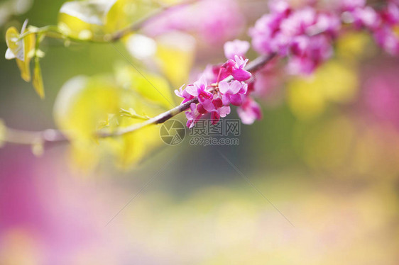 紫荆树春天开花丁香小花特写图片
