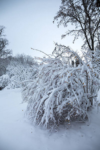 公园里美丽的冬季雪景图片