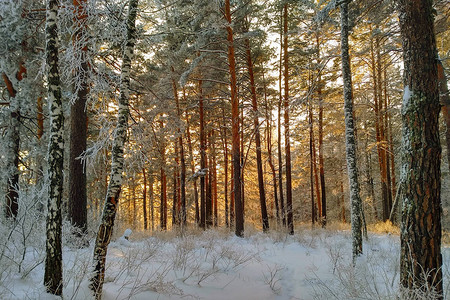 落日温暖之光的冬季风景白雪覆盖的Fir树林图片