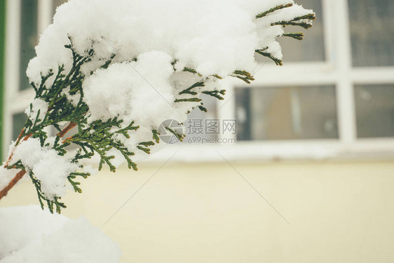 覆盖着积雪的绿色硫化植物各分支大楼附图片