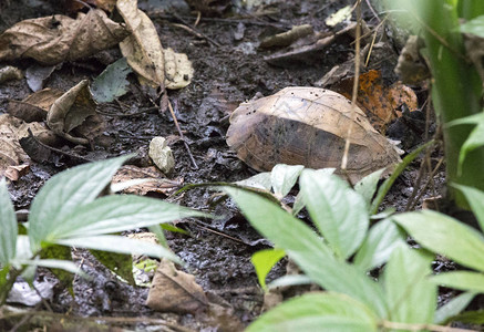 越南自然公园海龟的近照片越图片