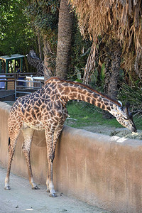 动物园里的长颈鹿图片