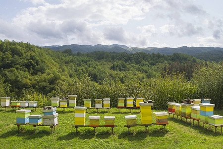 五彩的木制蜂巢在山中的森林草地上图片