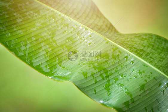 香蕉叶湿自然雨后带水滴图片