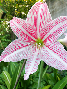 在花园中开花的星百合花热带植物图片