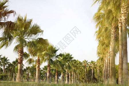 棕榈树长高一行沿着图片