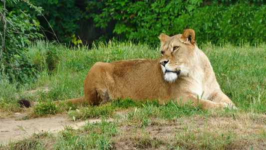 动物园里的狮子非洲狮图片