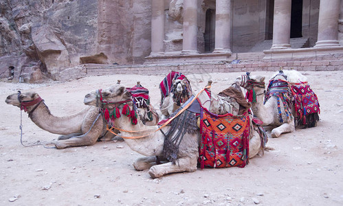 在古代佩特拉若尔达四只骆驼与图片
