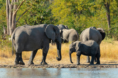 在博茨瓦纳莫雷米野生动物保护区的水坑里图片