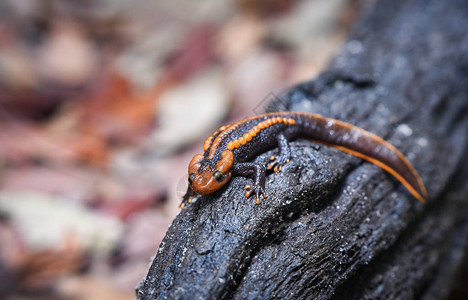 木原上的蝾螈野生动物爬行动物鳄鱼蝾螈在山地雨林中发现橙色和黑色稀有动物其他名称蝾螈亚洲图片