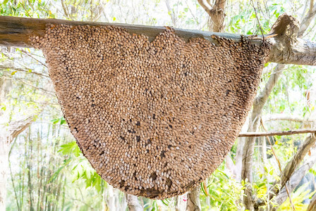 大型的蜂蜜Comeb图片