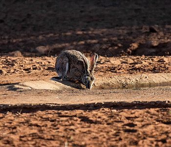 南非大草原黑兔角的肖像图片