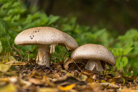 地面上的白蘑菇王子雨后自然栖息地的阿背景图片