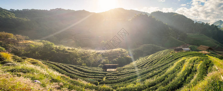 山丘著名旅游景点上的茶叶种植图片