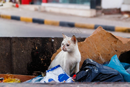 无家可归的街头猫正在垃圾箱里寻找食物垃圾桶里的白色流浪猫保护无家可图片