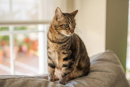 漂亮的短毛猫躺在家里的沙发上图片