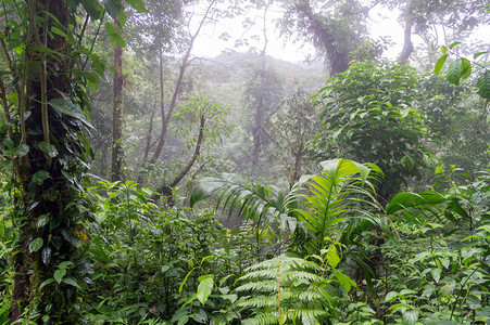 哥斯达黎加阿雷纳尔火山公园热带雨林景点图片