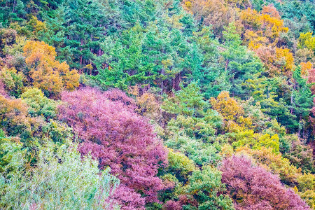 秋季山周围有很多树叶多姿彩的花叶背景图片