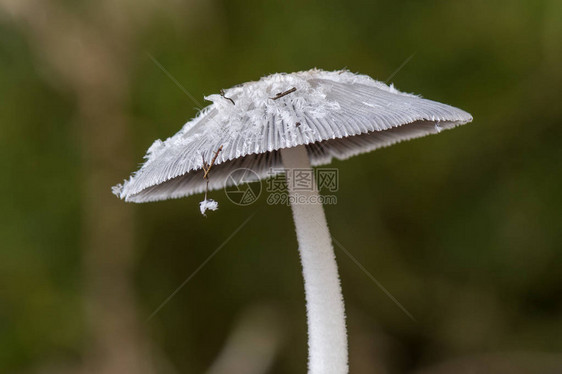 模糊背景的蘑菇帽森林中的科普林氏图片