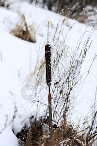 冬天湖面白雪皑芦苇不等冷图片