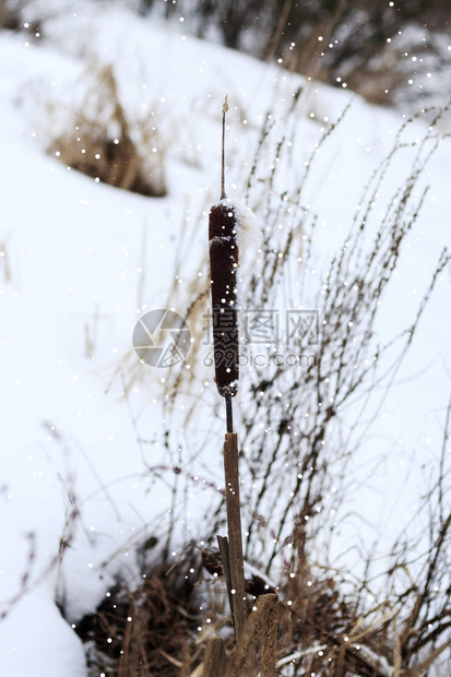 冬天湖面白雪皑芦苇不等冷图片