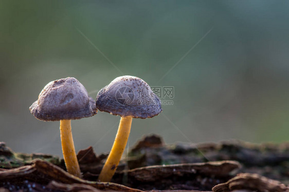 两个模糊背景的小型蘑菇My图片