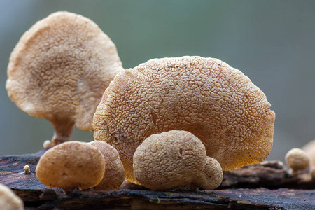 蘑菇苦痛的柳木菌图片