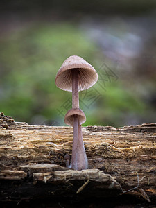 蘑菇mycenahaematopus图片