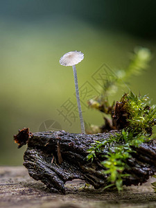 大森林里的小蘑菇模糊背景的My图片