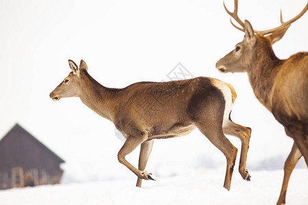 冬雪獐鹿与贵鹿雄图片