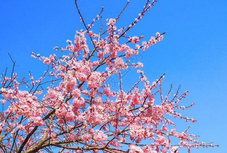 樱花或樱桃树美丽而精致的花朵的花蕾和花序在春天开花时绽放在图片