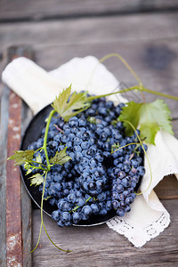 葡萄是一种古老的葡萄酒品种CabernetSau图片