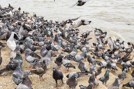 成群的鸽子图片