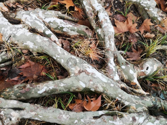 一棵古树的根在地表图片