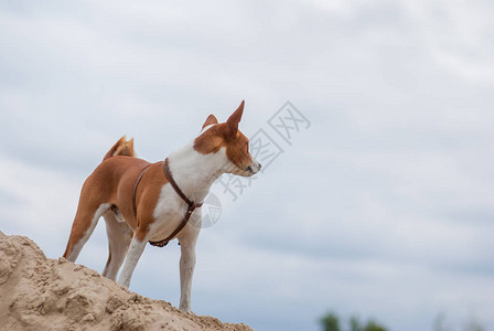 望着远方的巴仙吉犬图片