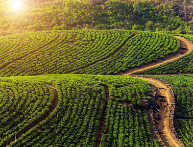 绿茶种植园背景山地SembuwaththaMat图片