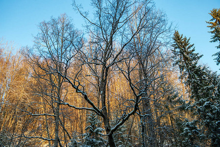 在大雪覆盖的森林中图片