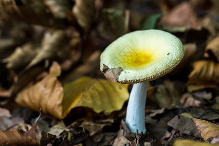 黄色蘑菇russulas图片