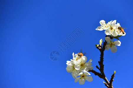 蜜蜂授粉白色果花图片