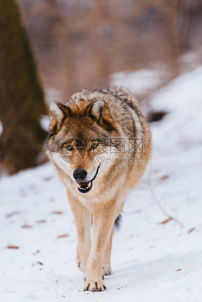 冬林中的狼图片