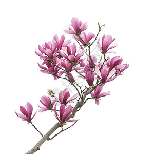 白色背景上孤立的花朵枝mangoliagla图片