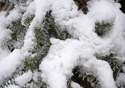 有雪的松树枝背景图片