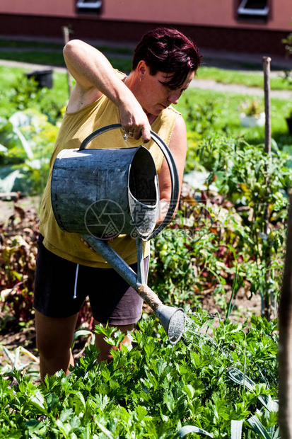 一名中年妇女拿着金属容器在菜园的植物里浇水图片