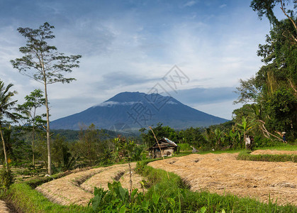 薄雾和高山背景的草莓露台种植园山景早晨图片