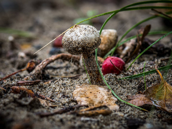 通常被称为尾巴球的小泡蘑菇图洛斯托马Tulostomafimbr图片