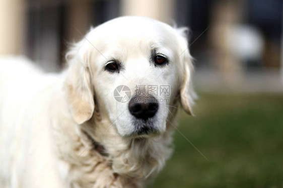 一只纯种老金毛猎犬的肖像特写图片