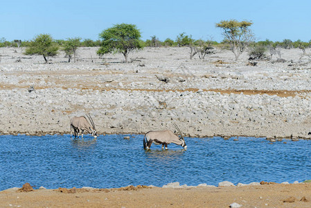 非洲大草原上的野生捻角羚图片