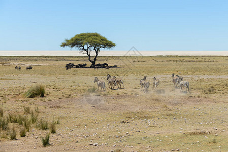 奔跑在非洲大草原上的野生斑马群图片