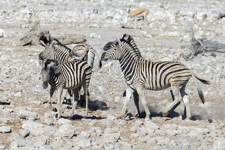 非洲大草原水坑上的野生斑马图片