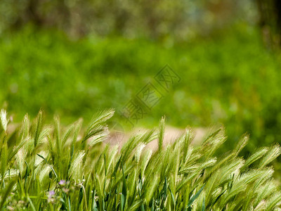 西班牙春天有尖峰的草原图片